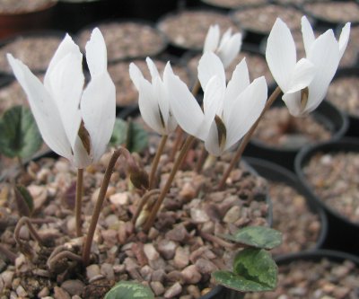 Cyclamen cilicium album 